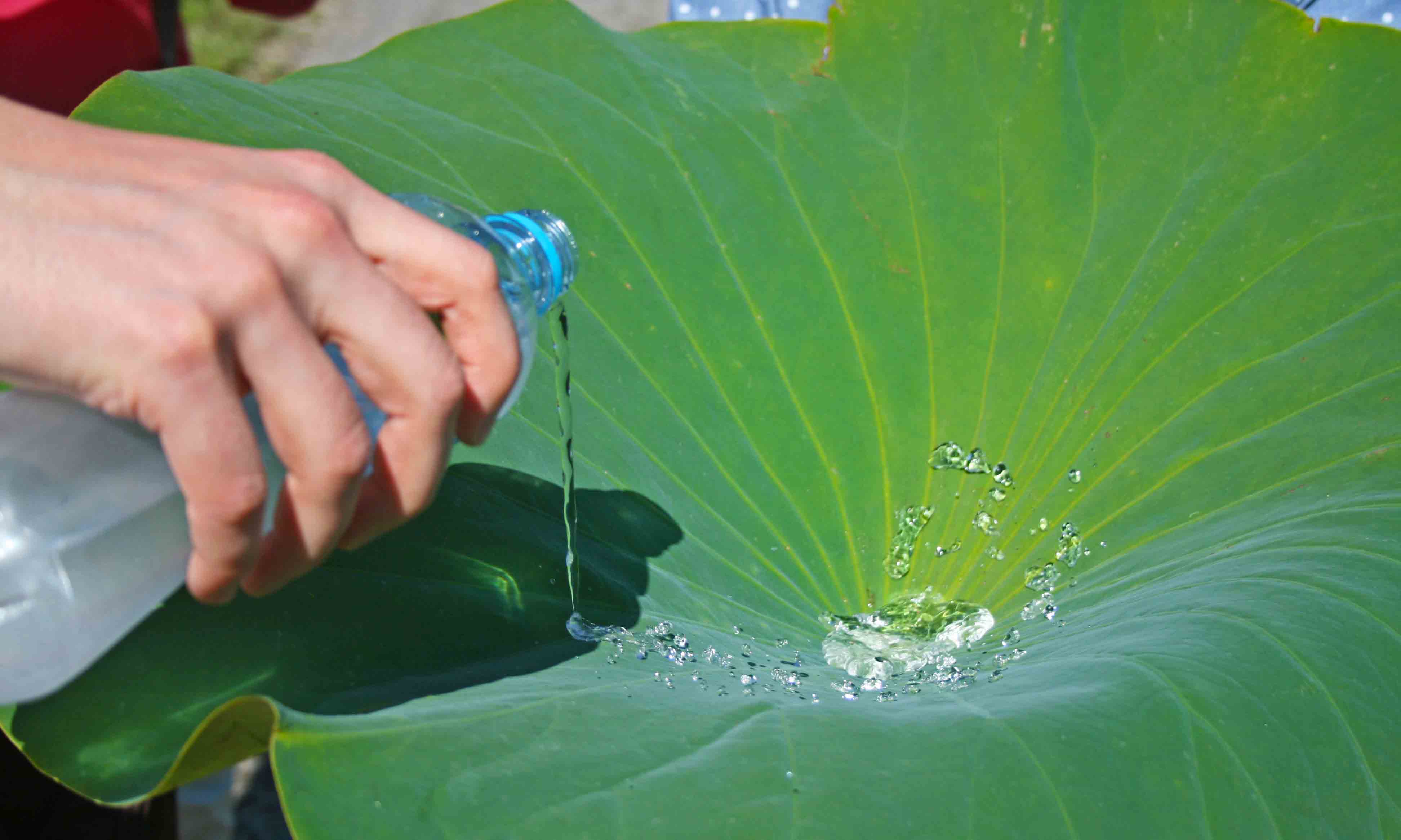 news-lotus-leaf-water.jpg